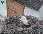 Capi_Dubne_20260629_152503.jpg