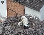Capi_Dubne_20260629_154002.jpg