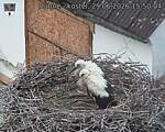 Capi_Dubne_20260629_155004.jpg