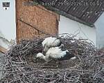 Capi_Dubne_20260629_160002.jpg