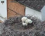 Capi_Dubne_20260629_160504.jpg
