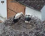 Capi_Dubne_20260629_165004.jpg