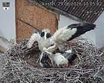 Capi_Dubne_20260629_170502.jpg