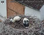 Capi_Dubne_20260629_171004.jpg