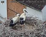 Capi_Dubne_20260629_173003.jpg