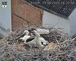 Capi_Dubne_20260629_182004.jpg