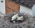 Capi_Dubne_20260629_204003.jpg