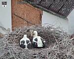 Capi_Dubne_20260629_210504.jpg