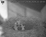 Capi_Dubne_20260629_221003.jpg