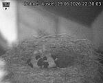 Capi_Dubne_20260629_223003.jpg