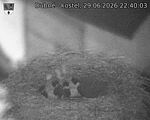 Capi_Dubne_20260629_224003.jpg