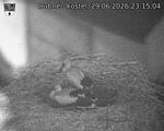 Capi_Dubne_20260629_231504.jpg