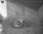 Capi_Dubne_20260629_232002.jpg