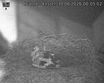 Capi_Dubne_20260630_000503.jpg