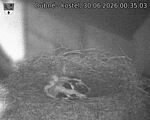 Capi_Dubne_20260630_003503.jpg
