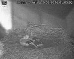 Capi_Dubne_20260630_010502.jpg