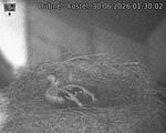 Capi_Dubne_20260630_013002.jpg
