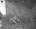 Capi_Dubne_20260630_020502.jpg
