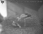Capi_Dubne_20260630_022002.jpg