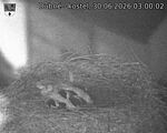 Capi_Dubne_20260630_030002.jpg