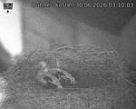 Capi_Dubne_20260630_031003.jpg