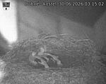 Capi_Dubne_20260630_031502.jpg