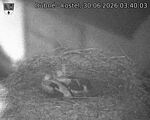 Capi_Dubne_20260630_034003.jpg