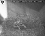 Capi_Dubne_20260630_034502.jpg