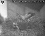 Capi_Dubne_20260630_040502.jpg