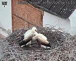 Capi_Dubne_20260630_045503.jpg