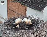 Capi_Dubne_20260630_051003.jpg