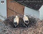 Capi_Dubne_20260630_053003.jpg