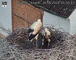 Capi_Dubne_20260630_055003.jpg