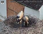 Capi_Dubne_20260630_055503.jpg