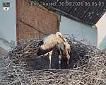 Capi_Dubne_20260630_060503.jpg