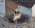 Capi_Dubne_20260630_062502.jpg
