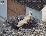 Capi_Dubne_20260630_063005.jpg