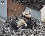 Capi_Dubne_20260630_063503.jpg