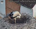 Capi_Dubne_20260630_064004.jpg