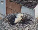 Capi_Dubne_20260630_065503.jpg