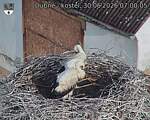 Capi_Dubne_20260630_070005.jpg