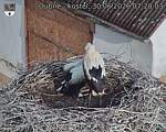 Capi_Dubne_20260630_072003.jpg
