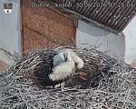 Capi_Dubne_20260630_072504.jpg