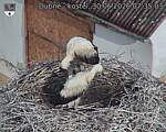 Capi_Dubne_20260630_073503.jpg