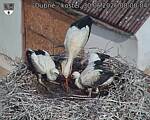 Capi_Dubne_20260630_080004.jpg