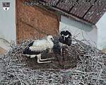 Capi_Dubne_20260630_084003.jpg