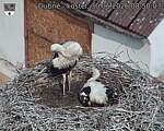 Capi_Dubne_20260630_085003.jpg