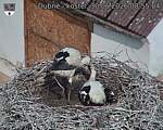 Capi_Dubne_20260630_085504.jpg