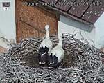 Capi_Dubne_20260630_092503.jpg