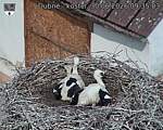 Capi_Dubne_20260630_093503.jpg